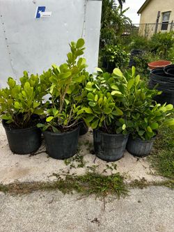 40 assorted Colusia