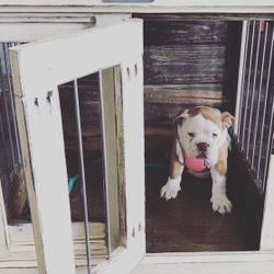 Dog  Kennel Furniture 🐶 