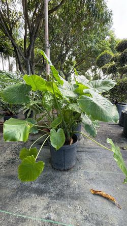 Alocasia California – 3 Gallon | $25 🌿