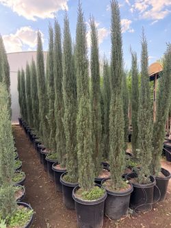Italian cypress 15 gal 7 feet when planted