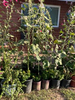 A Lot More plants up available