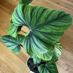 Large Rare Philodendron Plowmanii Plant / Free Delivery Available 