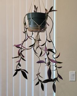 Purple heart - 6 inch pot (2nd one)