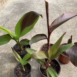 Canna Lily $15-20