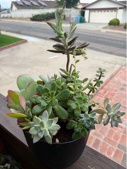 Succulent arrangement in self watering planter