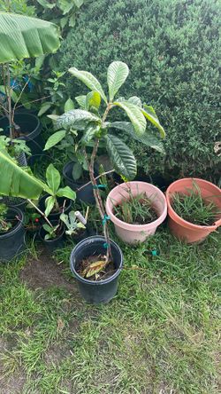 4’ Tall Loquat From Productive Parent
