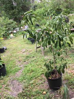 Ala venta Matas de Lima grandesita dules