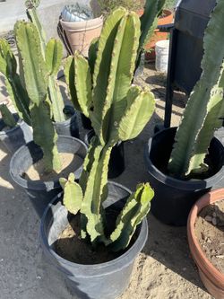 Cactus 