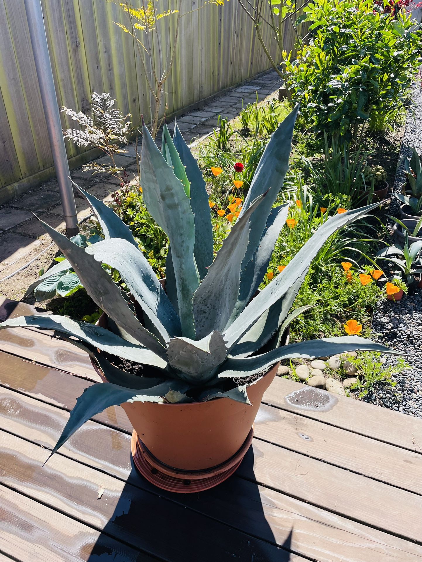 Large Millennial Agave 20" Pot