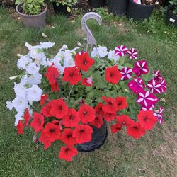 Outdoor Plant 