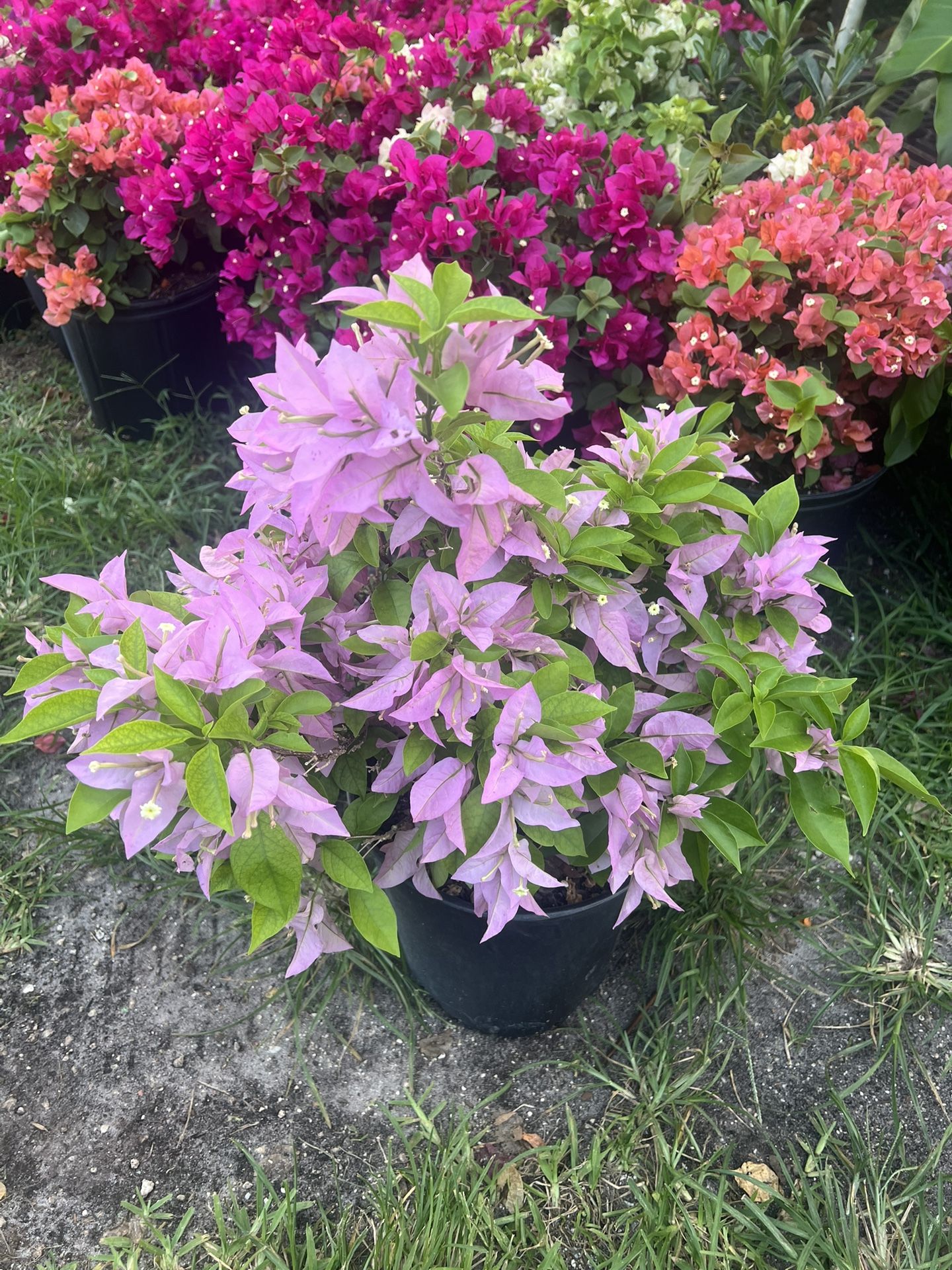 BOUGAINVILLEA PLANT (3 gallon pot) Landscaping and More!