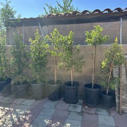 Ficus Trees 🌳 