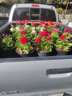 Variedad De Plantas