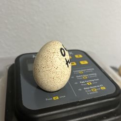 Eggs 
