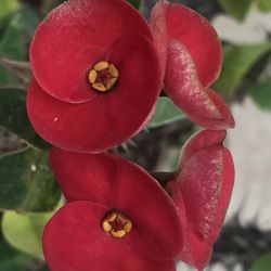 Corona De Cristo Es Cemiya 