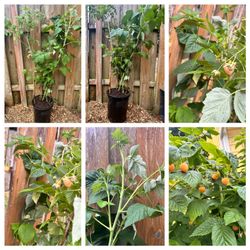 Golden raspberry bush