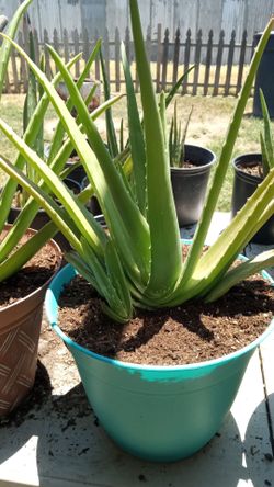 Sabila/Aloe Vera Plants