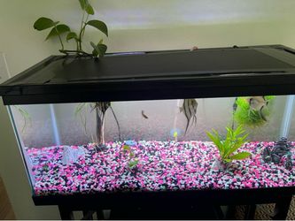 Fish aquarium 20 gallon