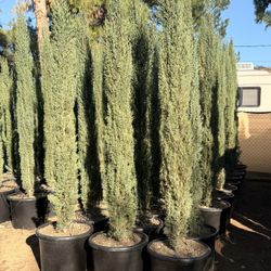 Italian Cypress 7-9 Feet Tall When Planted 20 Gallons Pots