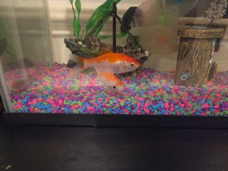 Fish tank everything you need