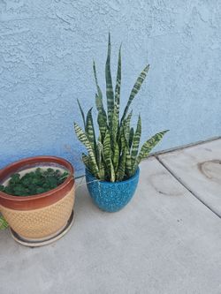 Estoy vendiendo estas plantas