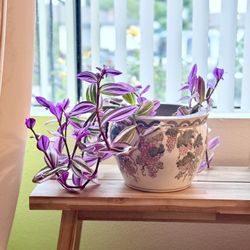 Indoor Plant With Pot