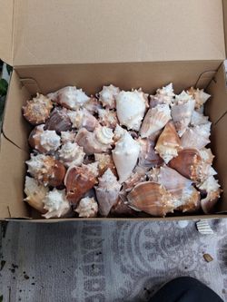 NICE  SEASHELL COLLECTION