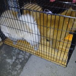 Metal Cage Dog House Slightly Damaged