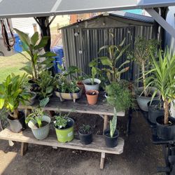 Plants