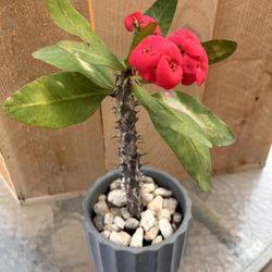 Plantita Corona De Cristo