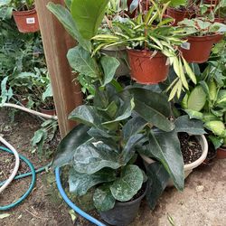 Fiddle Leaves Plant On Sale 
