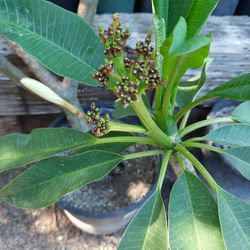 Plumeria Blanca Blumming 1 Feet Tall