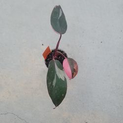 Philodendron Pink Princess 