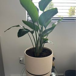 Bird of paradise plant