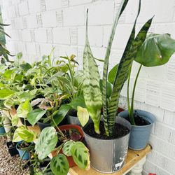 Houseplants Live Plants Indoor Home Decor Potted - 10 each