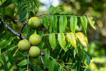 Black Walnuts