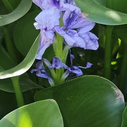 Water Plant  2.50 Each