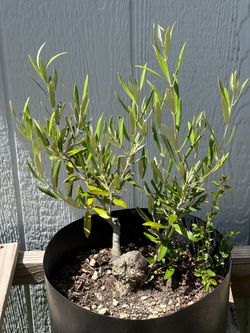 Olive Bonsai Tree “Majestic Beauty” Pre Bonsai