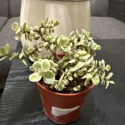 🌿—a symbol of prosperity ❤️Jade Elephant bush👉PLS READ DESCRIPTION❤️