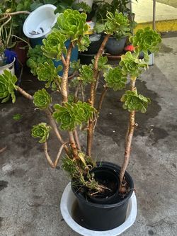 plant