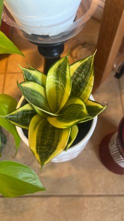 Very rare in color Golden Nest Sansevieria