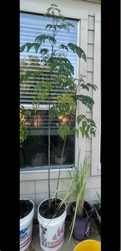 Live Moringa Tree Plant in Bucket