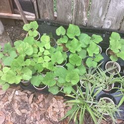 Bottle Gourd Better Mellon Rigid Gourd Flat Been  Plant 