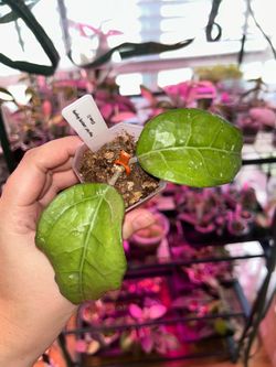 Hoya Verticillata Lampung Wayang (Clone 2)