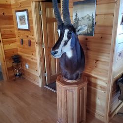 Beautiful Sable Mount