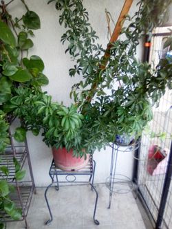 Plant