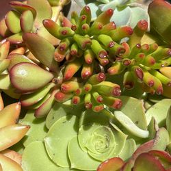 Mother’s Day Succulents