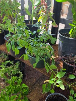 Hot pepper dragon roll plant