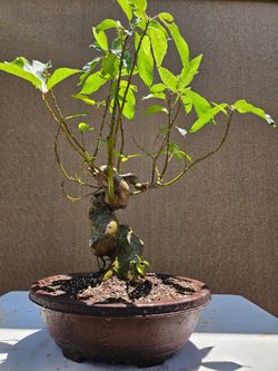Old Ficus racemosa (  Cay sung )  Bonsai Tree
