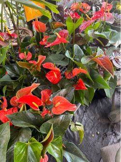 Orchids, Anthuriums, &Flowers for Mother’s Day